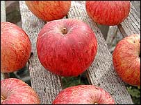 Apples