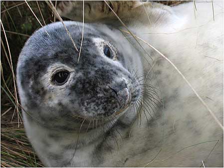 Seal pup