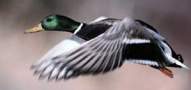 Mallard, copyright owned by BBC.