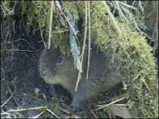 Water vole
