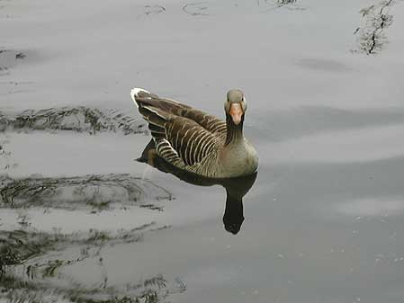 Duck at Duck on lake