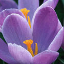 Crocus