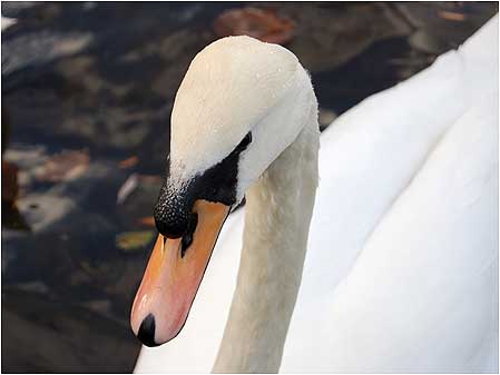 Swan