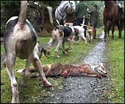 Hounds