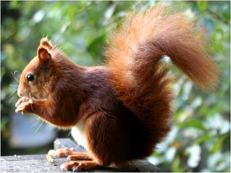 Red Squirrel