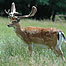 Park estates (Image: Deer)