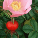Rosa rugosa, Hedgehog rose