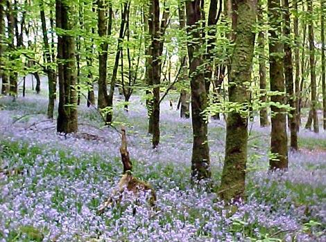 Bluebells