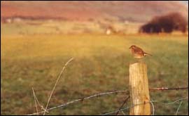 A bird on a fence 