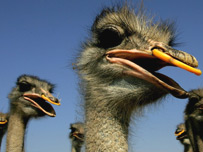 Ostriches