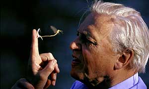 David Attenborough with a giant mayfly (Palingenia longicauda) © József L. Szentpéteri David Attenborough with a giant mayfly (Palingenia longicauda) © József L. Szentpéteri