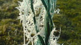 Rye frost Rye frost
