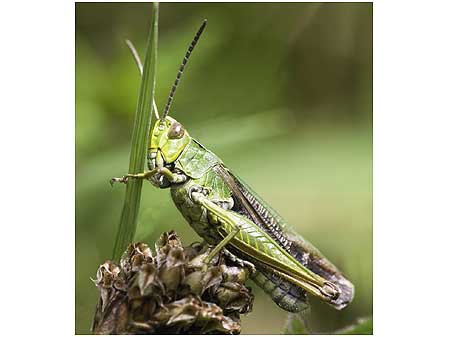 Grasshopper