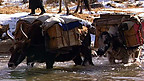 Darhad Migration - Up in the Mountains