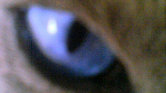 Blue eyes