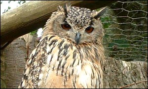 Owls