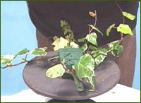 insert ivy in to the sides of the oasis