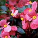 Begonia