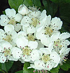 hawthorn