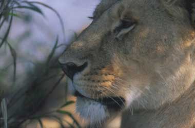 Khali the lioness Close-up of female lion's face