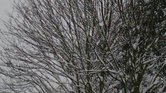 Snowy Tree
