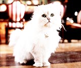 Stuart Little