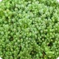 Cryptomeria japonica 'Compressa'