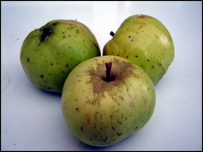 Apples