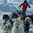 Huskey dogs in the Arctic