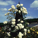 Rosa 'Iceberg', Rose
