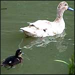 ducks