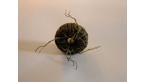 A Faraday experimental electrical coil 