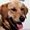 Pictures of the pets