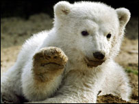 ursinho Knut
