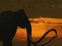Mammoth