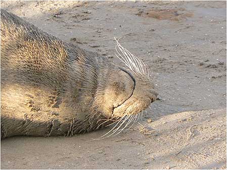 Sleeping Seal