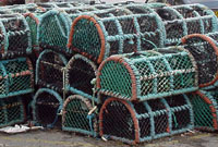 Cewyll Crancod