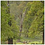 Calke woods