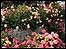 Flower Garden