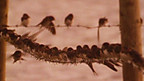 The Swallows' Journey