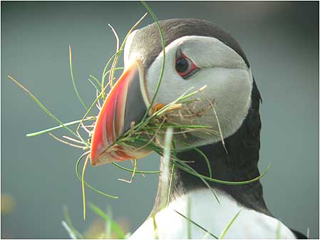 Puffin