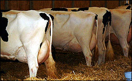 Picture: cows lined up in shed