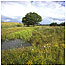 Old Moor (Image c/o RSPB Images and Andy Hay)