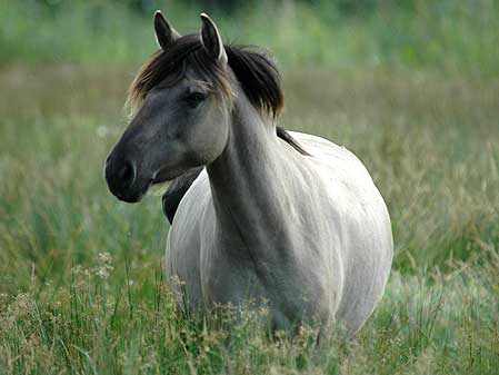 Konik pony