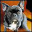 O cãozinho Padstow, que está no Facebook (Foto: Ali Bullock)