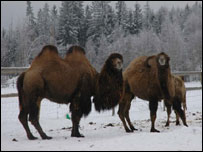 camelos