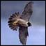 England's animal webcams (Image: flying bird)