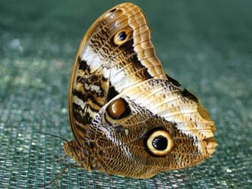 Owl Butterfly, copyright istockphoto.com, Luis Cesar.