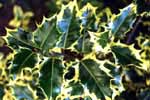 Holly