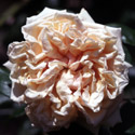 Rosa 'Gloire de Dijon', Rose